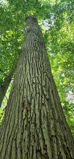 State Park «Alapocas Run State Park», reviews and photos, 1914 W Park Dr, Wilmington, DE 19803, USA