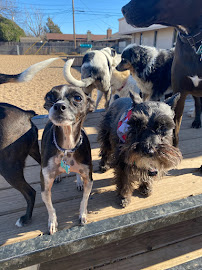 The Dog House OKC - Photo 8 - Car repair in Oklahoma City, OK, Oklahoma City