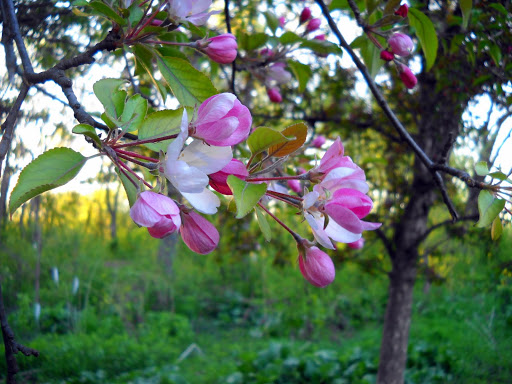 Park «Hansen Park», reviews and photos, 1555 5th St NW, New Brighton, MN 55112, USA