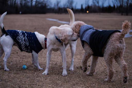 Dog Park «Beck Lake Off-Leash Dog Area», reviews and photos, 9700 Gloria Ct, Glenview, IL 60025, USA