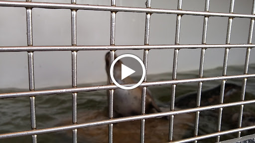 Aquarium «Seaside Aquarium», reviews and photos, 200 N Prom, Seaside, OR 97138, USA