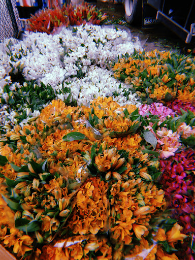 Melhor Lojas De Flores Típicas Rio De Janeiro Perto De Mim