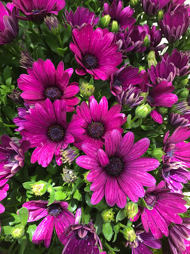 Grocery Store «Market Basket», reviews and photos, 8 Highland Common E, Hudson, MA 01749, USA