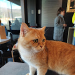 Photo n°9 de l'avis de Lupo. fait le 27/11/2022 à 18:59 sur le  Dr. Cat - Pet Lounge Bistrot à Brescia