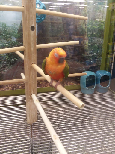 Pet Supply Store «Petco Animal Supplies», reviews and photos, 1985 N Pebble Creek Pkwy, Goodyear, AZ 85395, USA