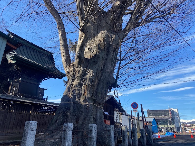 須賀神社の大ケヤキ