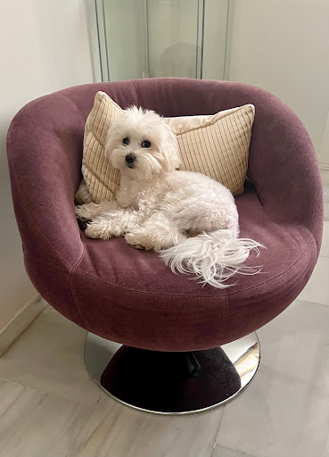 Clínica Veterinaria Equus en Málaga