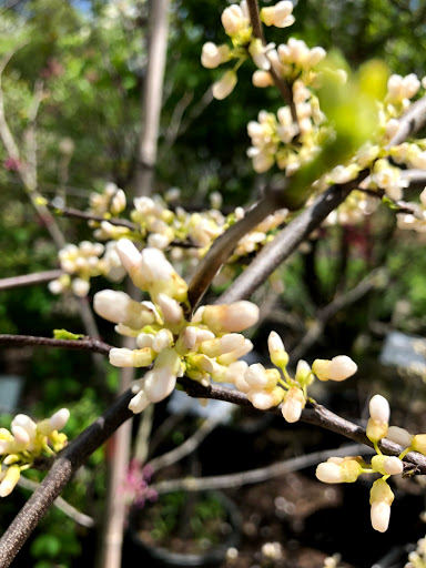 Garden Center «Stonewall Garden Center», reviews and photos, 4675 PA-447, Canadensis, PA 18325, USA