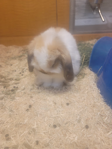 Pet Store «Animal Ark», reviews and photos, 175 S 500 E St, American Fork, UT 84003, USA