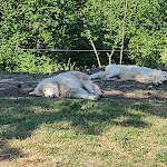 Photo n°3 de l'avis de Diana.g fait le 28/07/2022 à 11:47 sur le  Malga Zanga à Arco