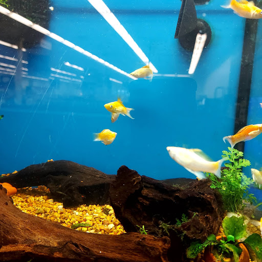 Pet Supply Store «Petco Animal Supplies», reviews and photos, 364 Randall Rd, South Elgin, IL 60177, USA