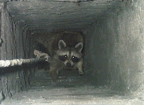 Weston Wildlife Specialist - Photo 6 - Car repair in , Bridgeport