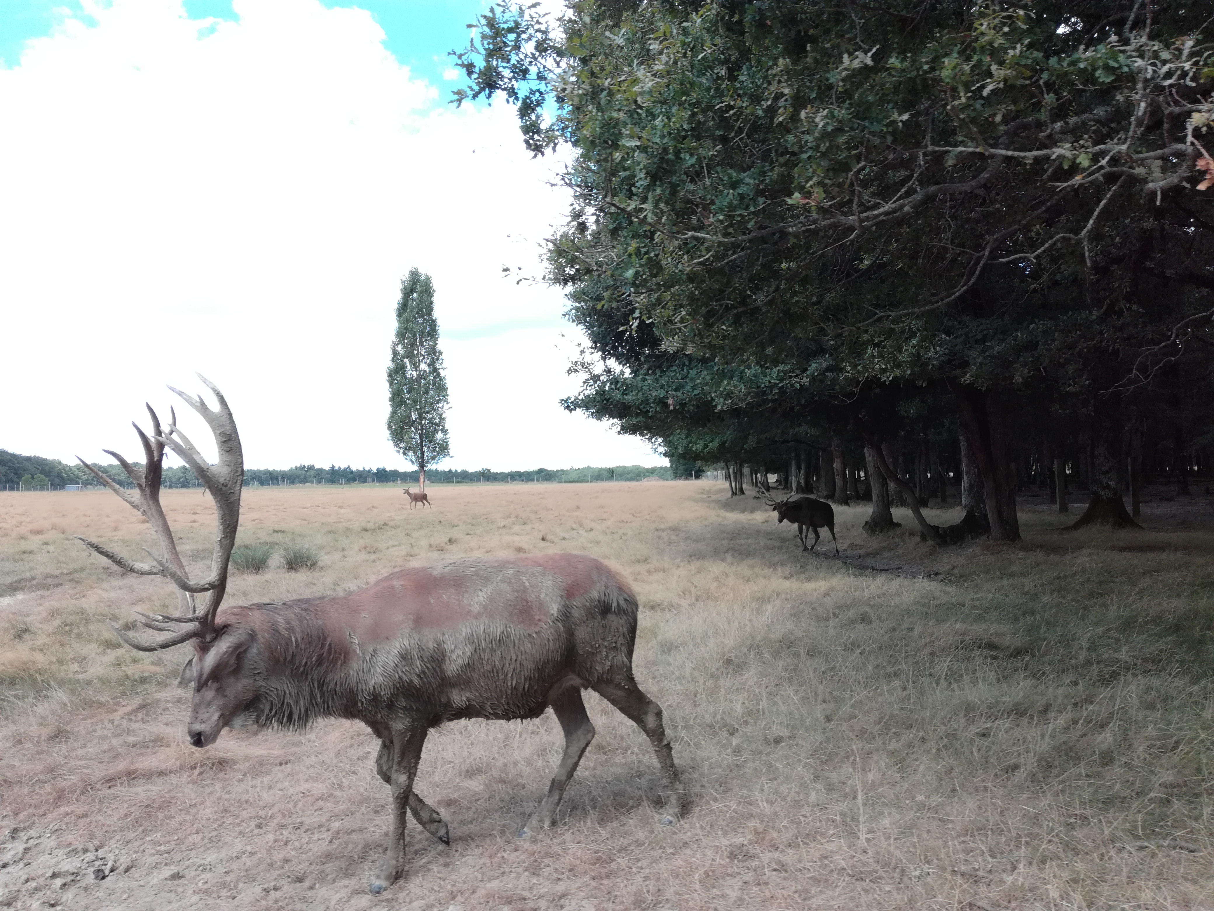 Photo n° 9 de l'avis de Chochotte.5 fait le 18/08/2018 à 19:13
