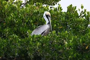 Everglades Boat Tours image