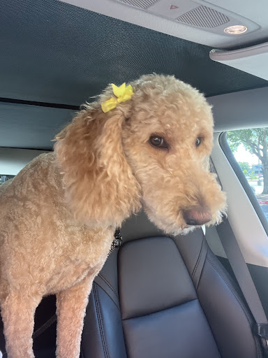 Pet Supply Store «Petco Animal Supplies», reviews and photos, 5601 Brodie Ln, Sunset Valley, TX 78745, USA