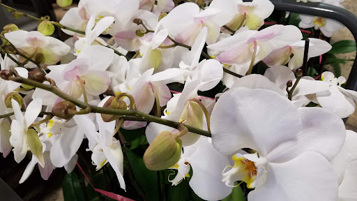 Wholesale Florist «Pennock Floral Tri - State Co», reviews and photos, 7135 Colonial Ln, Pennsauken Township, NJ 08109, USA