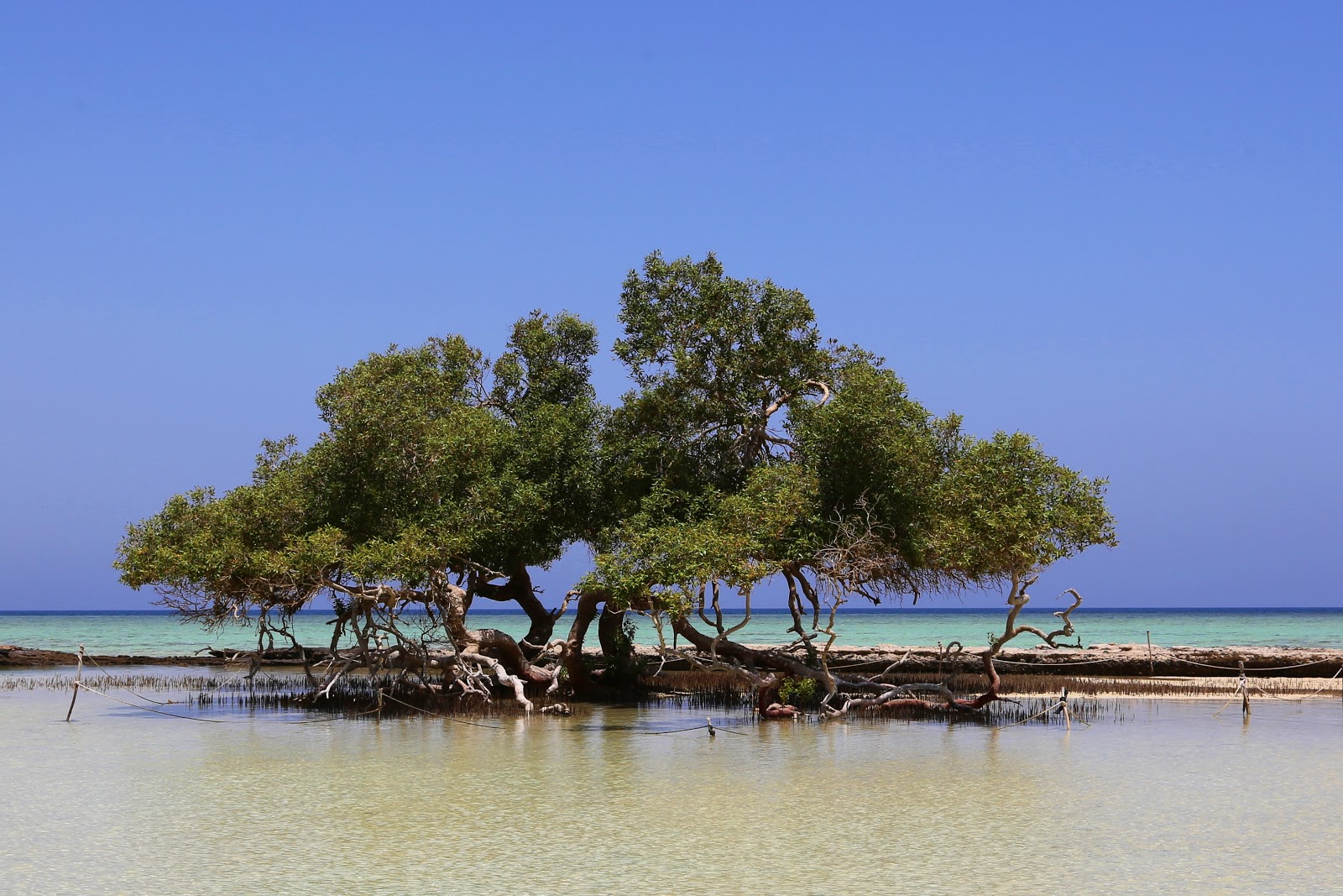Foto van Qulaan Mangrove Beach gelegen in een natuurlijk gebied