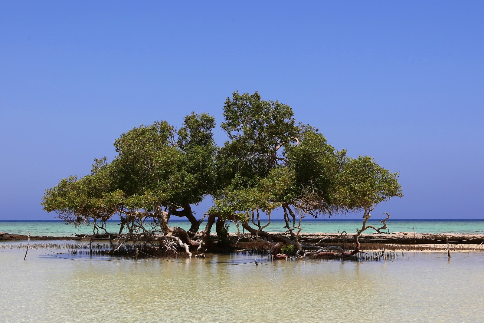 Qulaan Mangrove Beach'in fotoğrafı - rahatlamayı sevenler arasında popüler bir yer
