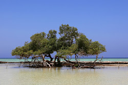 Qulaan Mangrove Beach'in fotoğrafı - rahatlamayı sevenler arasında popüler bir yer
