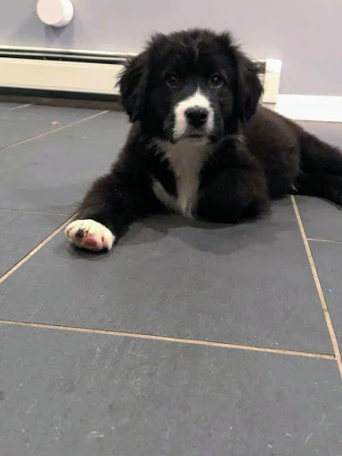 Pet Supply Store «PetSmart», reviews and photos, 2920 Little Rd, Trinity, FL 34655, USA