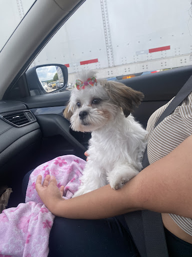 Pet Supply Store «PetSmart», reviews and photos, 1705 Mall of Georgia Blvd, Buford, GA 30519, USA