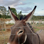 Photo n°1 de l'avis de Ralf.i fait le 16/01/2023 à 08:21 sur le  Gasthaus zum Schlößle - Lindenau | schwäbisch regionale Küche - Biergarten à Rammingen