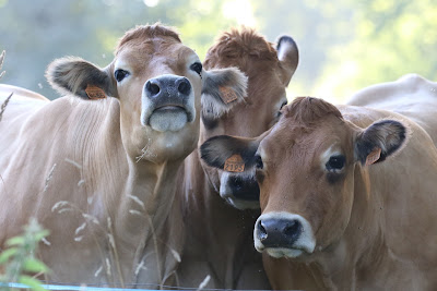 La Ferme de La Lande à Pléguien