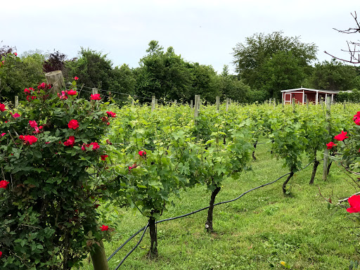 Vineyard «Baiting Hollow Farm Vineyard», reviews and photos, 2114 Sound Ave, Calverton, NY 11933, USA