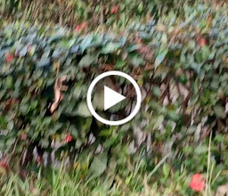 Convocation Park photo