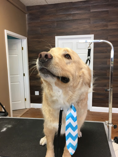 Dog Gone Cute Grooming & Bowtique, 446 Racetrack Rd NW Unit F, Fort Walton Beach, FL 32547, USA, 