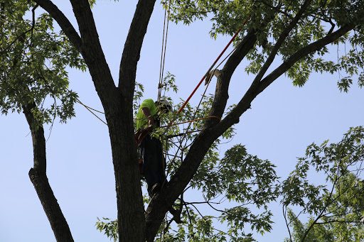 Reliable Tree Care