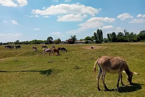 Zasavica ZOO vrt image