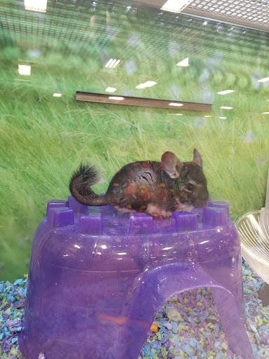 Pet Supply Store «PetSmart», reviews and photos, 6535 Frontier Dr, Springfield, VA 22150, USA