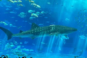 Okinawa Churaumi Aquarium image