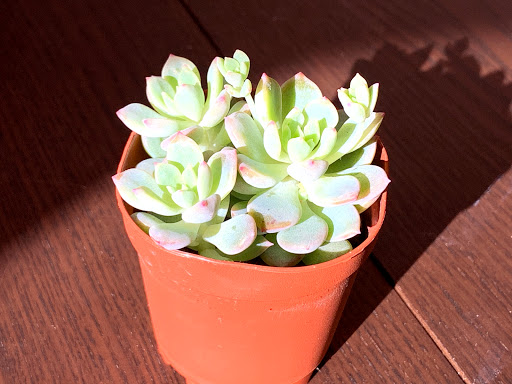 Florist «Almeidas Floral Designs», reviews and photos, 1200 Spruce St, Philadelphia, PA 19107, USA