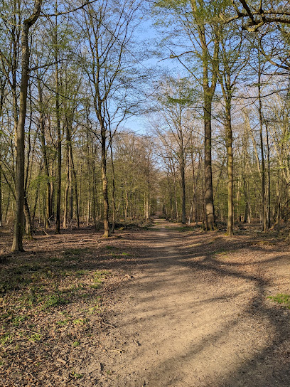 La forêt domaniale de Marly