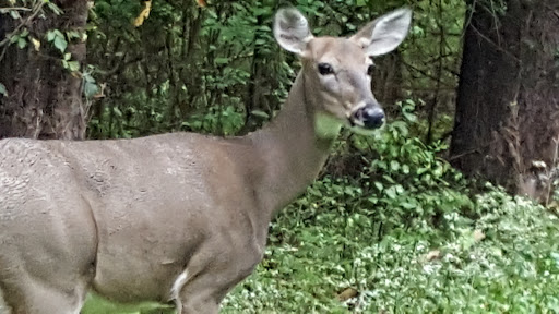 Public Golf Course «Mill Creek Golf Course», reviews and photos, W Golf Dr, Boardman, OH 44512, USA