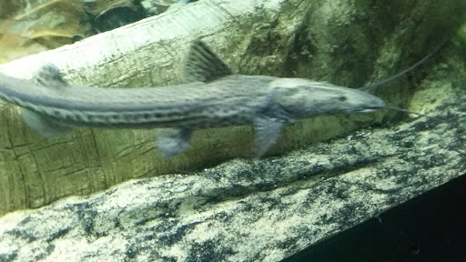 Aquarium «New York Aquarium», reviews and photos, 602 Surf Ave, Brooklyn, NY 11224, USA