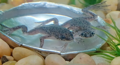 Pet Supply Store «PetSmart», reviews and photos, 815 McDermott Street, Council Bluffs, IA 51501, USA