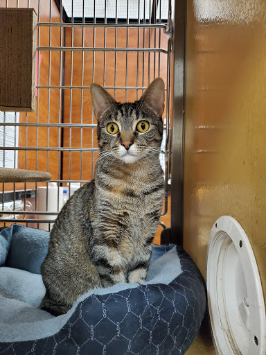 Pet Supply Store «PetSmart», reviews and photos, 8657 Villa La Jolla Dr, La Jolla, CA 92037, USA