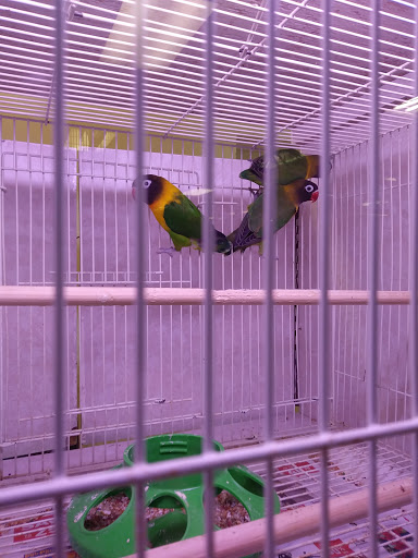 Pet Store «Forever Pets Inc», reviews and photos, 1030 Basse Rd, San Antonio, TX 78212, USA