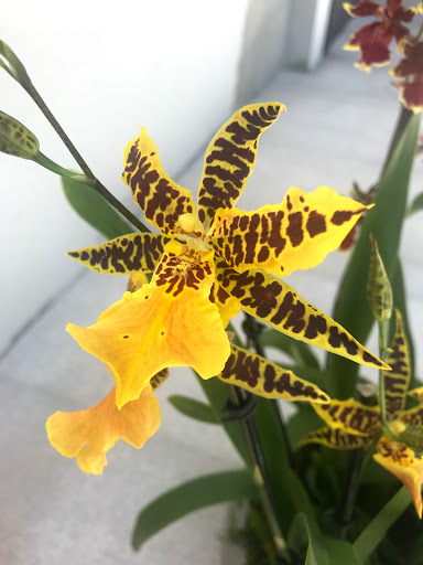 Florist «Formaneta», reviews and photos, 939 Crandon Blvd, Key Biscayne, FL 33149, USA