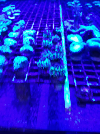 Tropical Fish Store «Blue Earth Corals & Aquariums», reviews and photos, 5791 Desoto Rd, Lake Worth, FL 33463, USA
