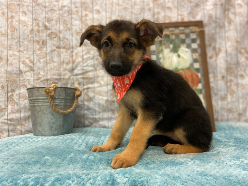 Pet Store «Happiness Is Pets», reviews and photos, 2936 Showplace Dr, Naperville, IL 60564, USA