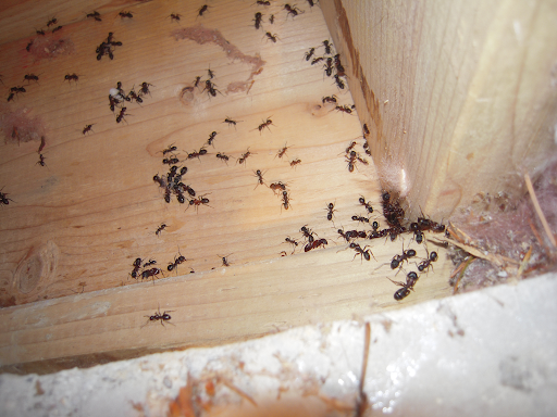 IDC Pest control & Termite exterminator