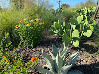Star of Texas Landscape - Photo 6 - Car repair in , McKinney