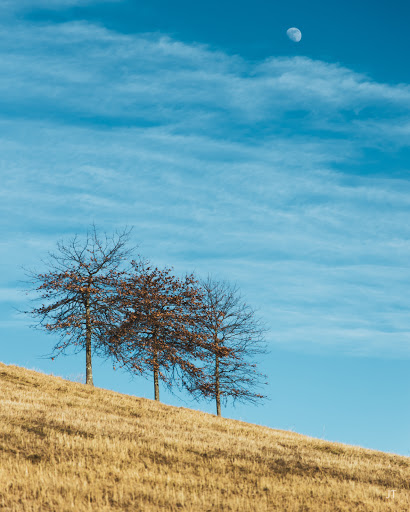 Park «Millennium Park», reviews and photos, 300 Gardner Street, West Roxbury, MA 02132, USA