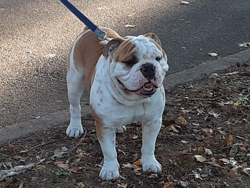 Park «Bowne Park», reviews and photos, 156-17 29th Ave, Flushing, NY 11354, USA