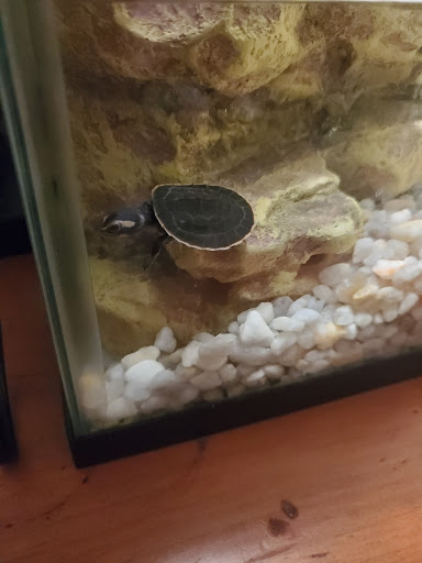 Pet Store «Inland Reef Pet Store», reviews and photos, 817 Cross Lanes Dr, Cross Lanes, WV 25313, USA