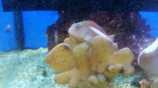 Pet Supply Store «Petco Animal Supplies», reviews and photos, 5631 Grove Blvd, Hoover, AL 35226, USA